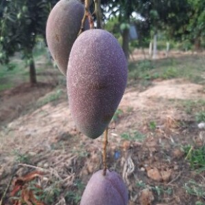 Kingchakapat mango