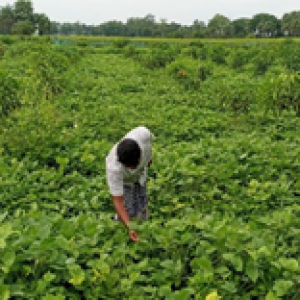 Cover/Inter Crops cultivation in mango orchards