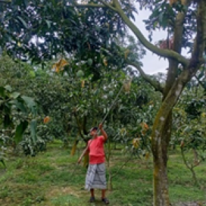 Mango Picker