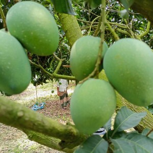 ক্ষীরসাপাত/হিমসাগর