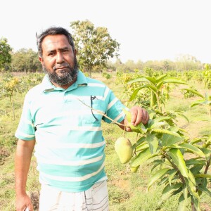 Md. Shariful Islam Tarafdar in environmentally friendly mango cultivation