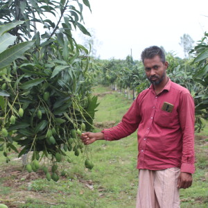 Md. Ashraful Islam is at the forefront of economic development by cultivating environmentally friendly mangoes