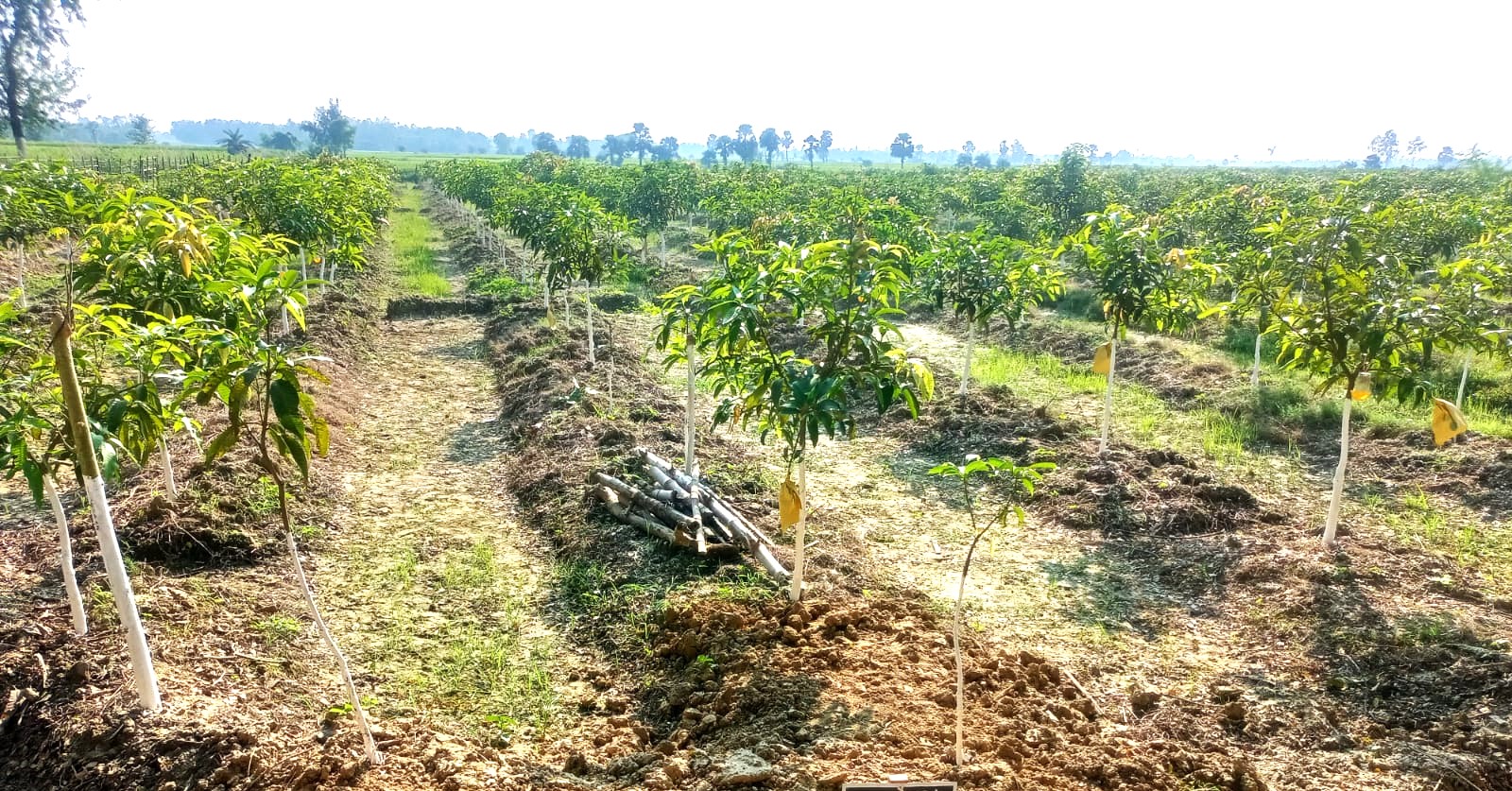 organic-mango-production.jpg