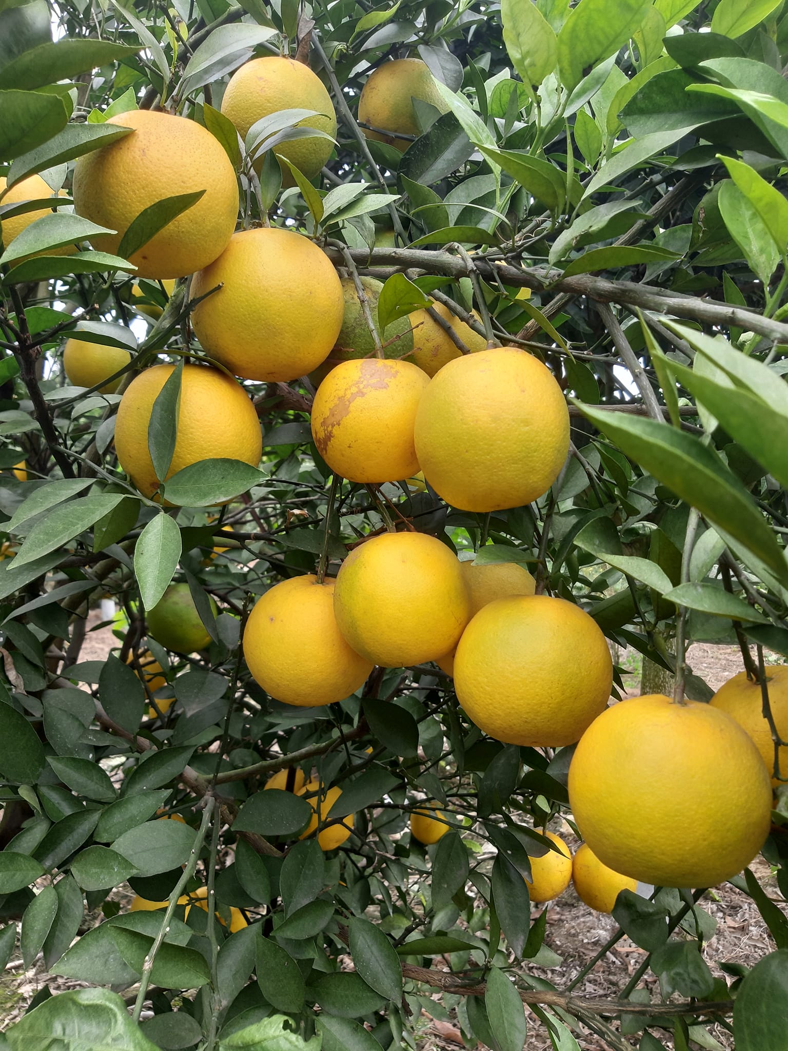 দেশি ও বিদেশী ফল