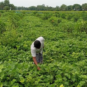 Cover/Inter Crops cultivation in mango orchards