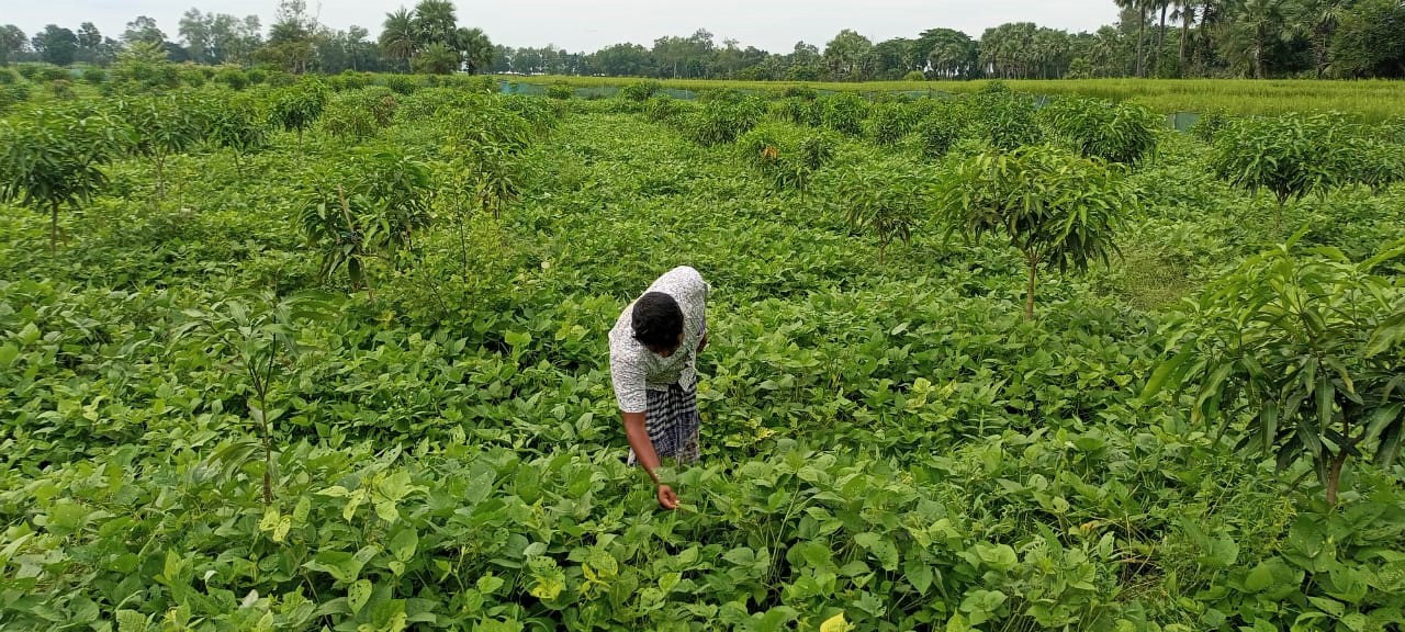 Cover Crops